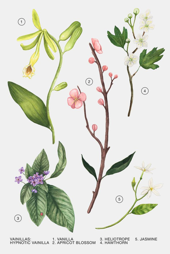 عطر هیپنوتیک وانیل زارا